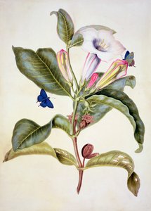 Thorn Apple (Datura Wrightii)